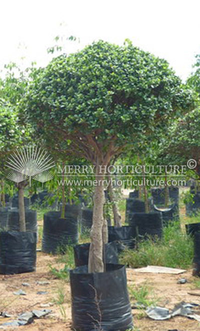 Ficus topiary